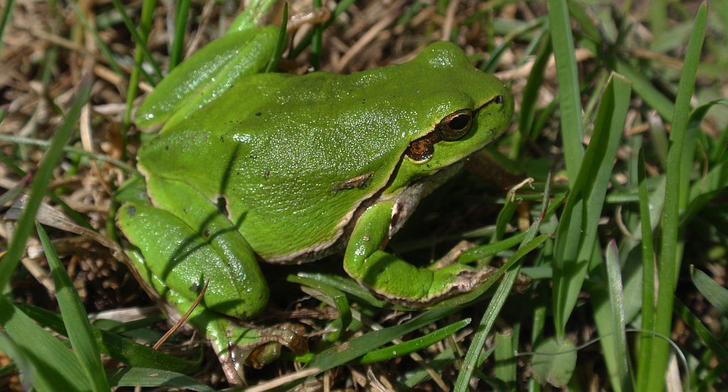 Rzekotka drzewna (Hyla arborea)