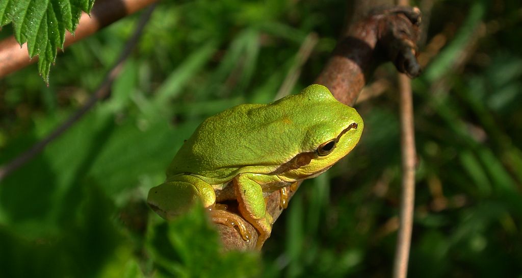 Rzekotka drzewna (Hyla arborea)