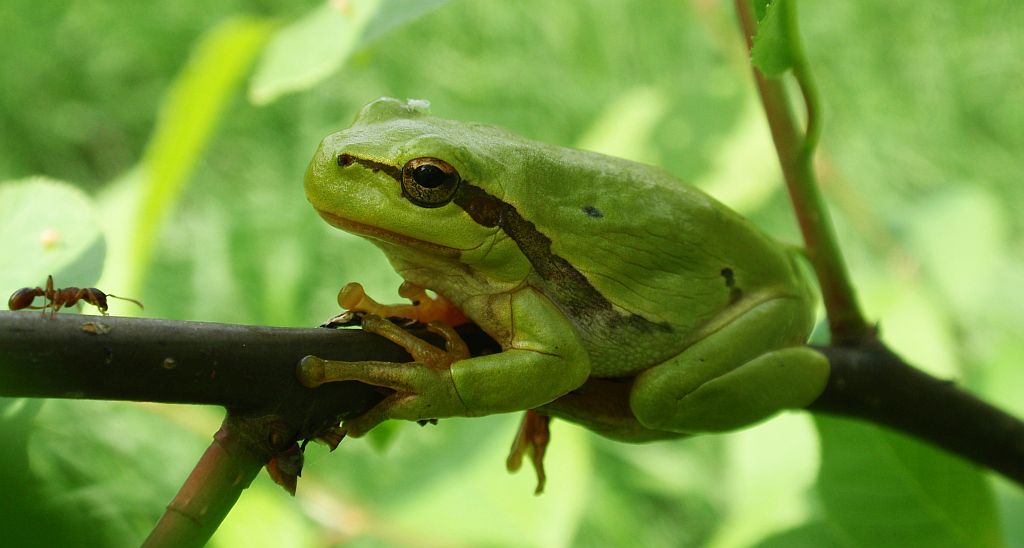 Rzekotka drzewna (Hyla arborea)