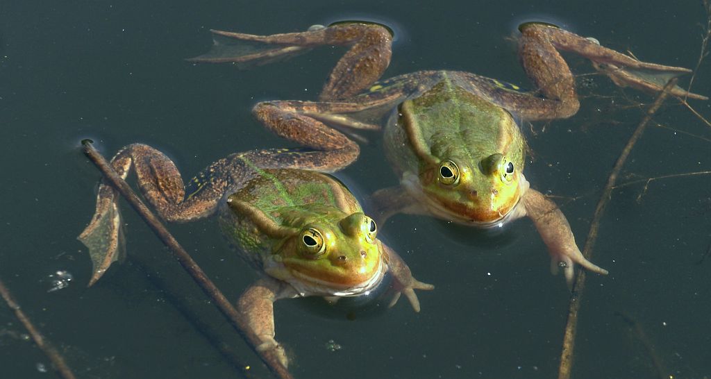 Żaba wodna (Rana esculenta)