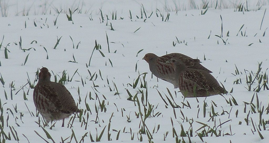 Kuropatwa (Perdix perdix)