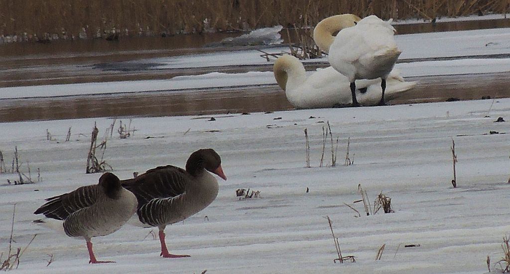 Gęś gęgawa, gęgawa (Anser anser rubirostris)