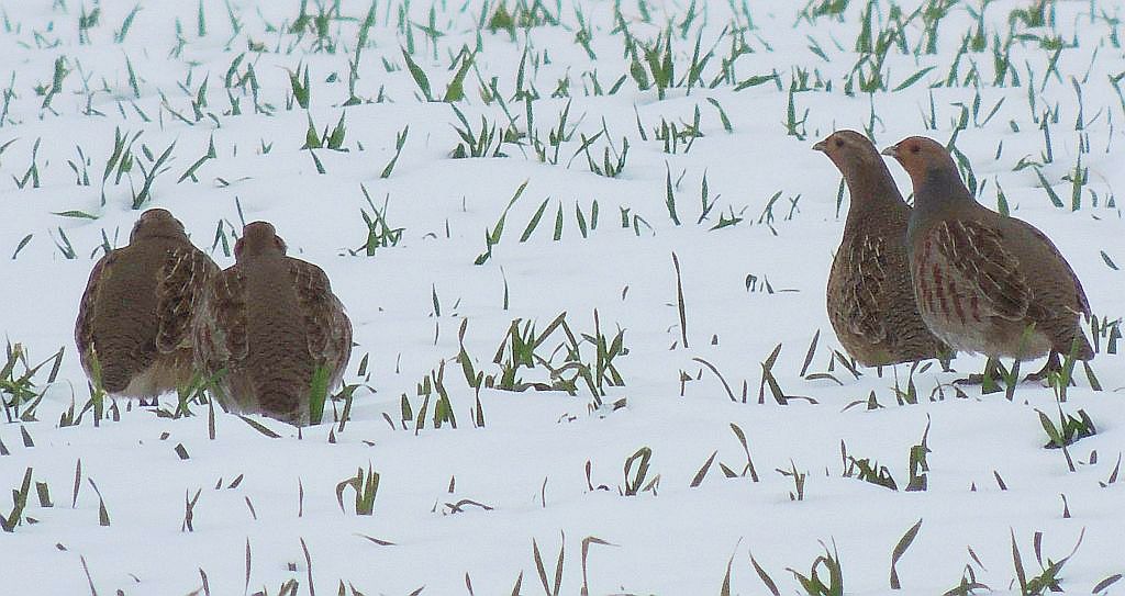 Kuropatwa (Perdix perdix)
