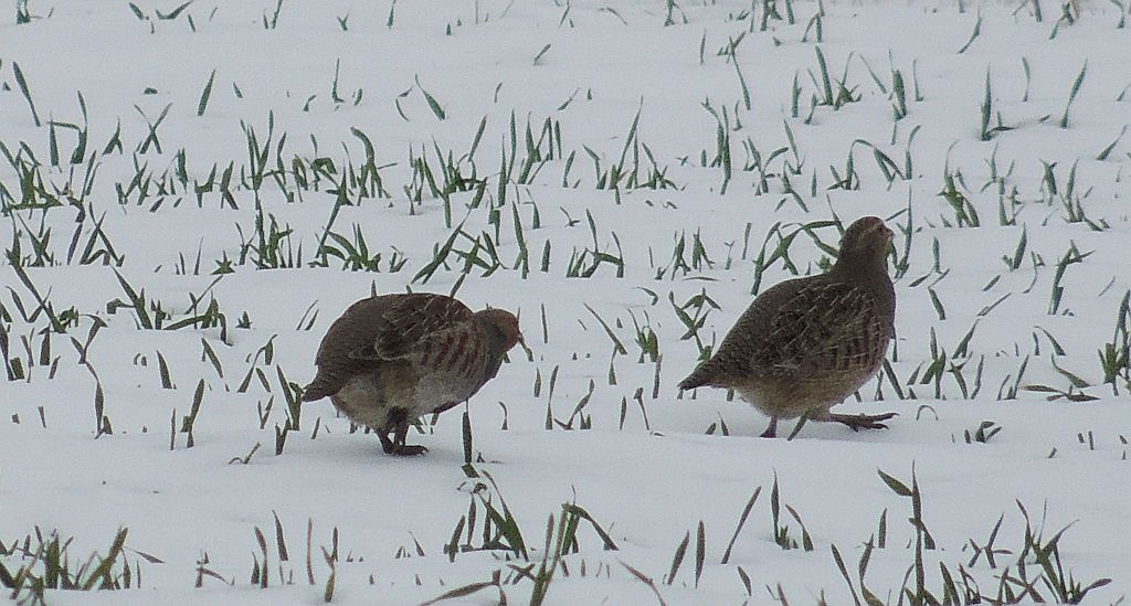 Kuropatwa (Perdix perdix)