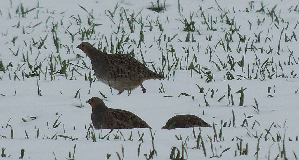 Kuropatwa (Perdix perdix)