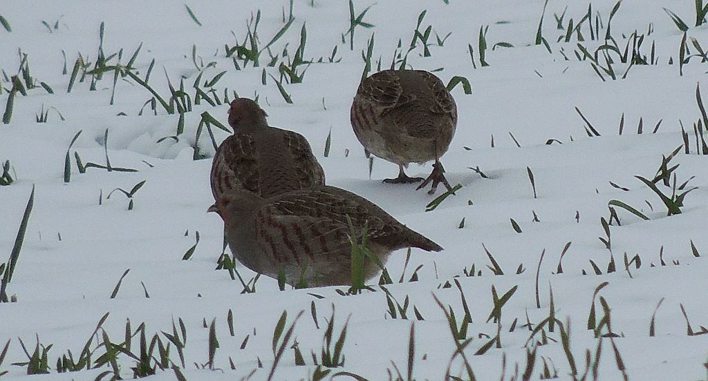 Kuropatwa (Perdix perdix)