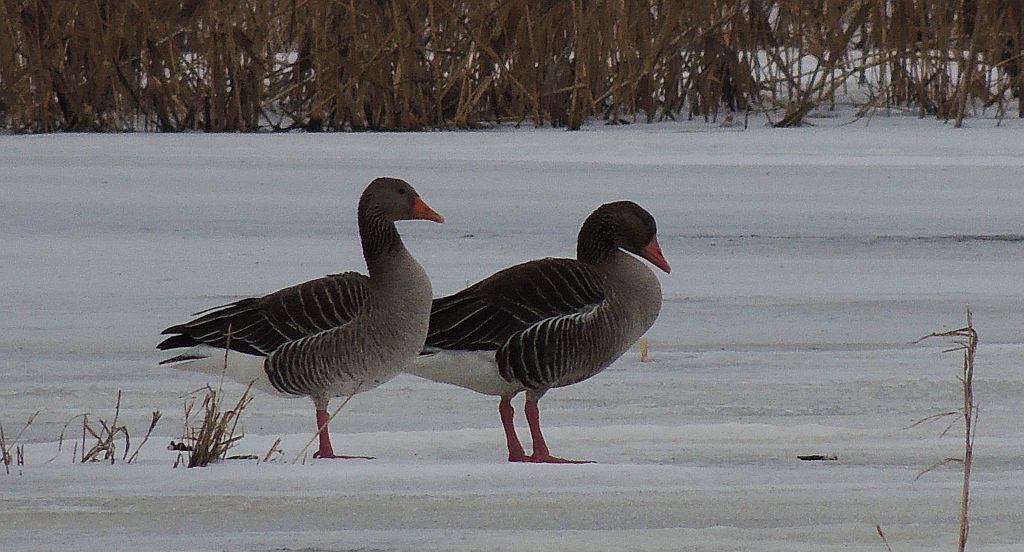 Gęś gęgawa, gęgawa (Anser anser rubirostris)