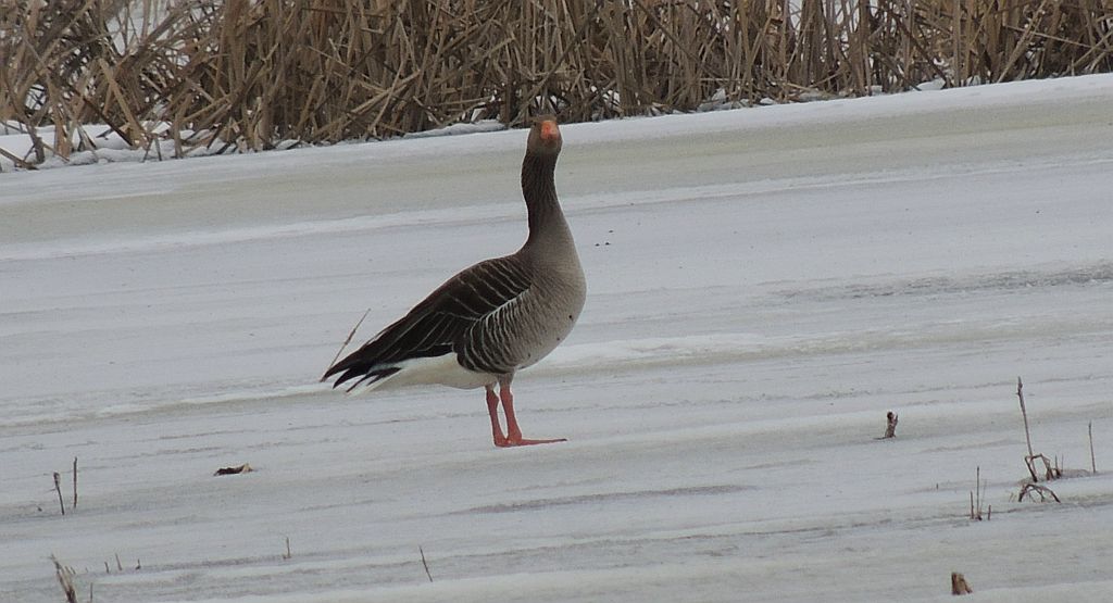 Gęś gęgawa, gęgawa (Anser anser rubirostris)