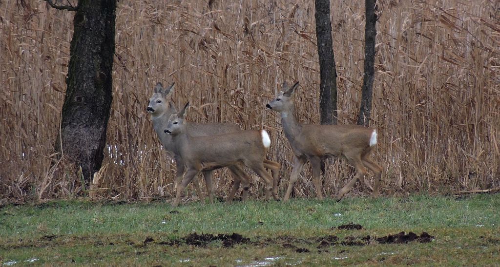 Sarna, sarna europejska (Capreolus capreolus)