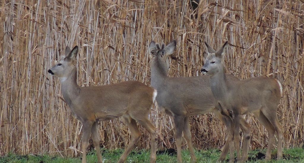 Sarna, sarna europejska (Capreolus capreolus)