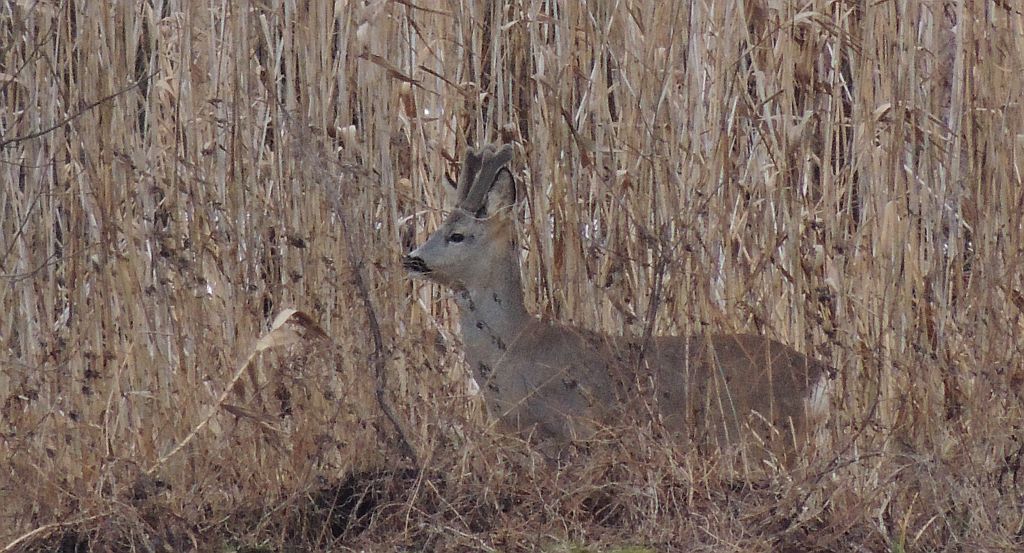 Sarna, sarna europejska (Capreolus capreolus)