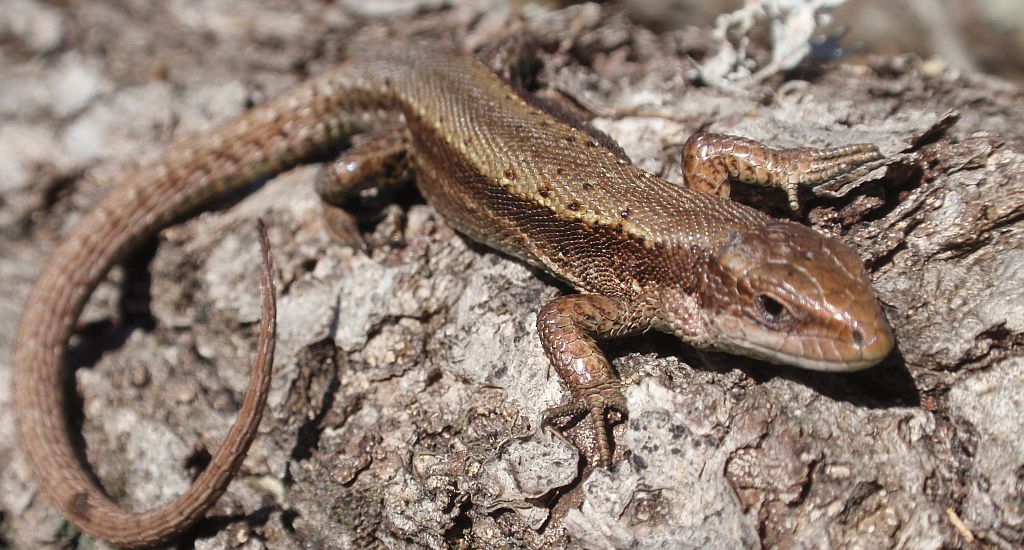 Jaszczurka żyworodna (Zootoca vivipara)