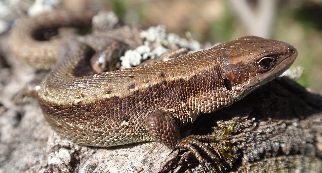 Jaszczurka żyworodna (Zootoca vivipara)