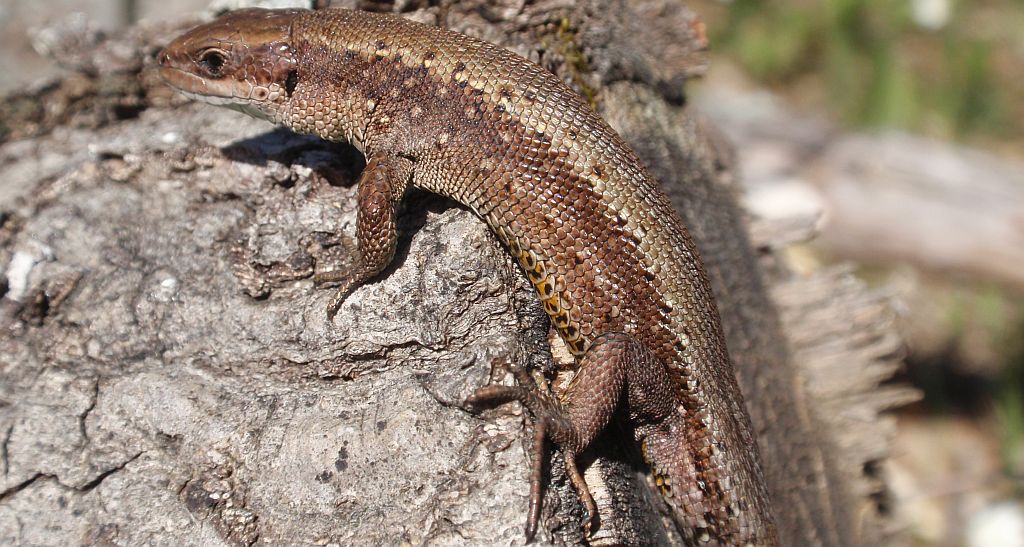 Jaszczurka żyworodna (Zootoca vivipara)