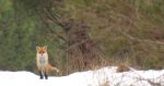Lis, lis pospolity, lis rudy (Vulpes vulpes)