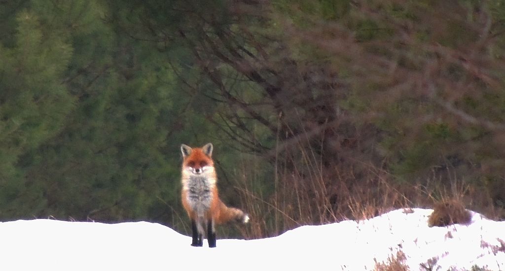 Lis, lis pospolity, lis rudy (Vulpes vulpes)