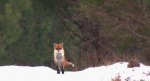 Lis, lis pospolity, lis rudy (Vulpes vulpes)
