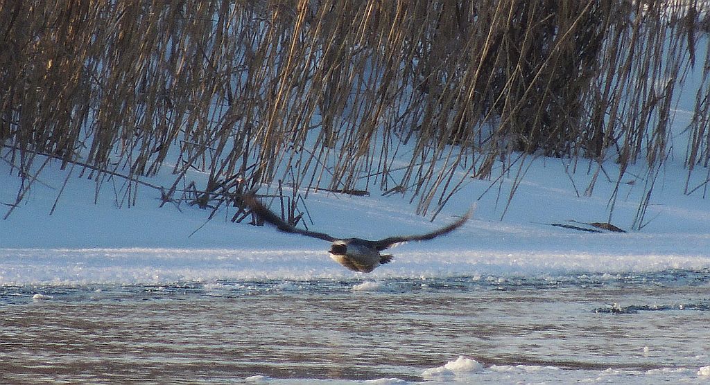 Nurogęś, tracz nurogęś (Mergus merganser)
