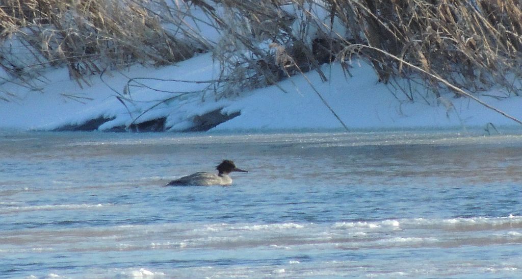 Nurogęś, tracz nurogęś (Mergus merganser)