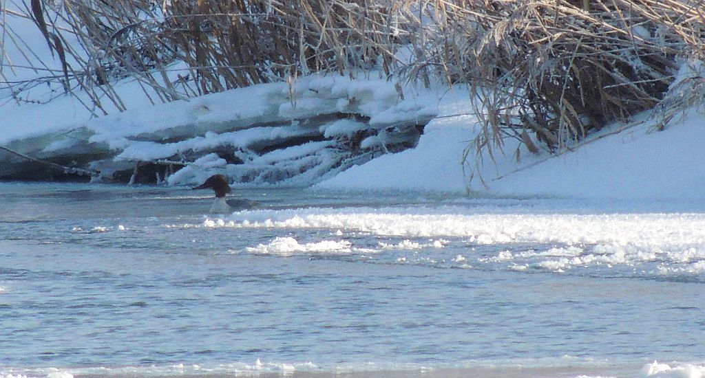 Nurogęś, tracz nurogęś (Mergus merganser)