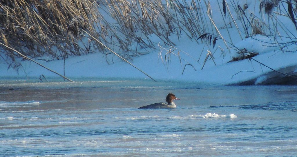 Nurogęś, tracz nurogęś (Mergus merganser)