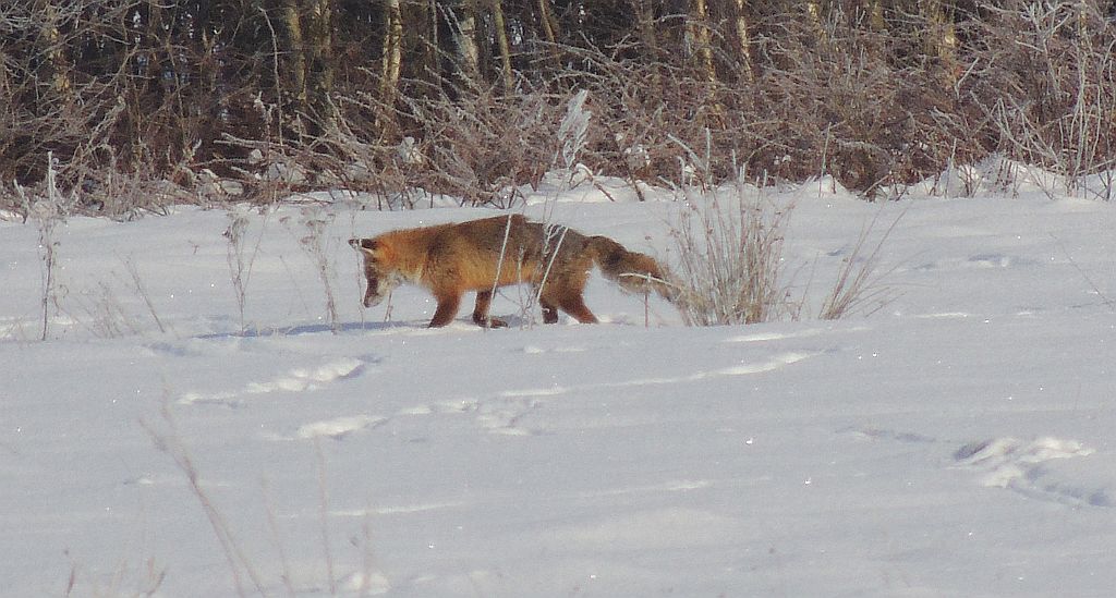 Lis, lis pospolity, lis rudy (Vulpes vulpes)