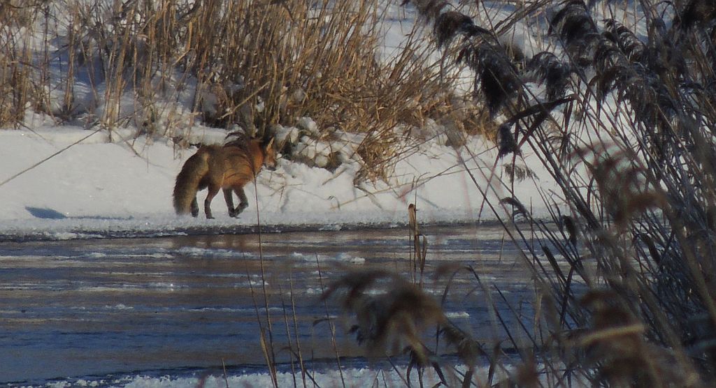 Lis, lis pospolity, lis rudy (Vulpes vulpes)