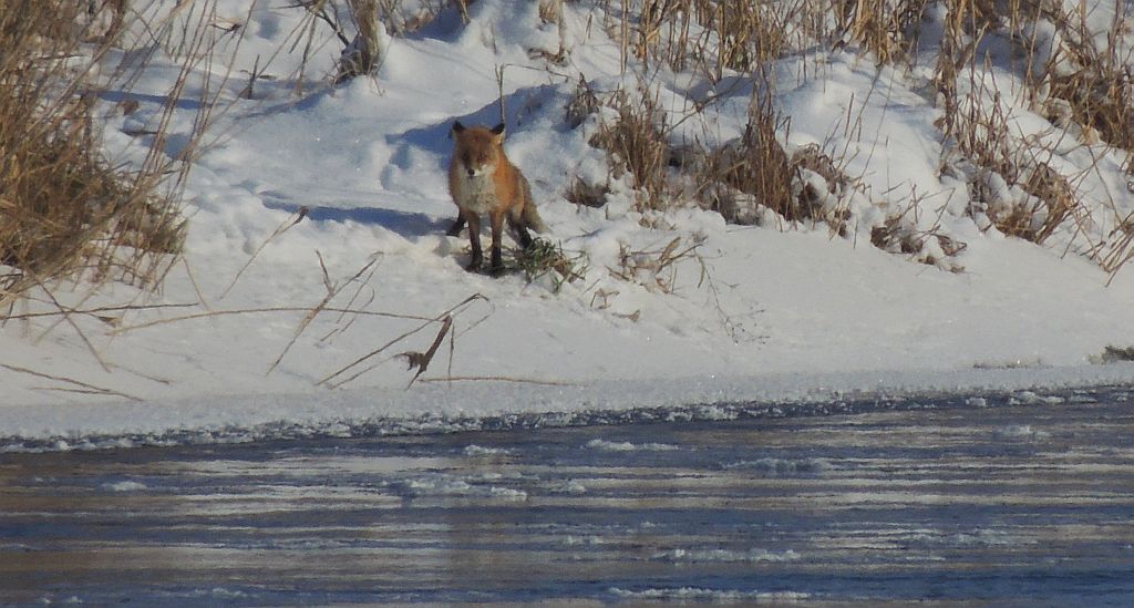 Lis, lis pospolity, lis rudy (Vulpes vulpes)