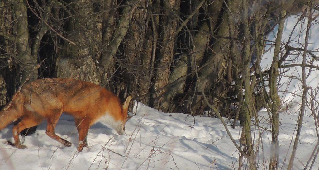 Lis, lis pospolity, lis rudy (Vulpes vulpes)