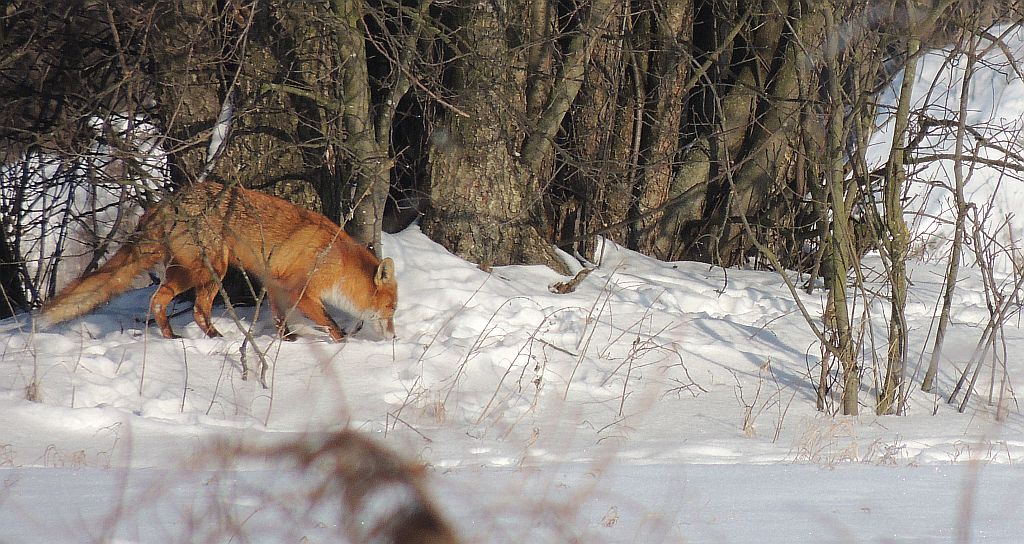 Lis, lis pospolity, lis rudy (Vulpes vulpes)