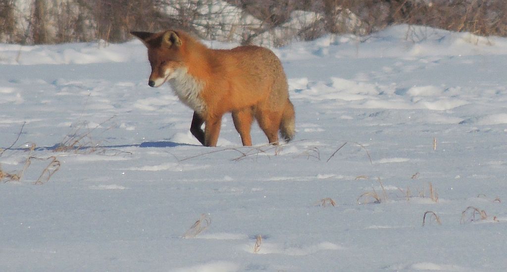 Lis, lis pospolity, lis rudy (Vulpes vulpes)