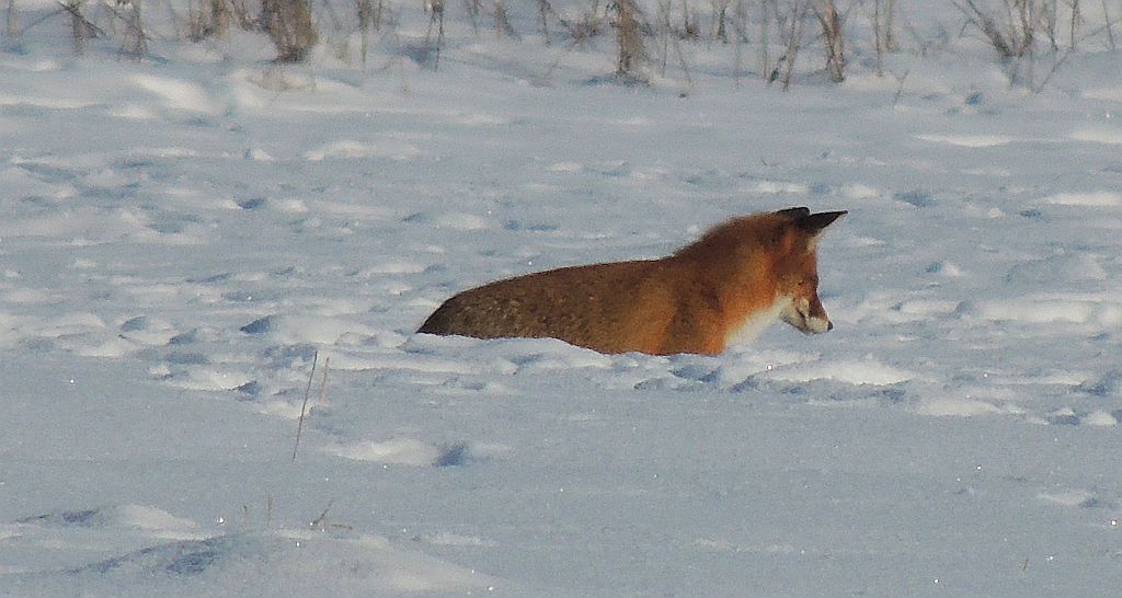 Lis, lis pospolity, lis rudy (Vulpes vulpes)