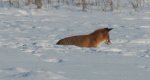 Lis, lis pospolity, lis rudy (Vulpes vulpes)