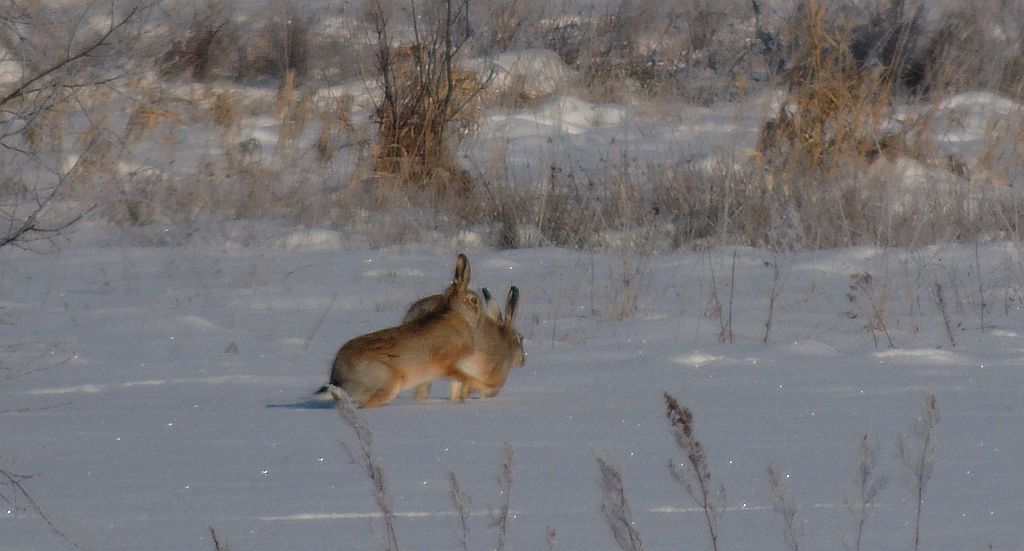 Zając szarak (Lepus europaeus)