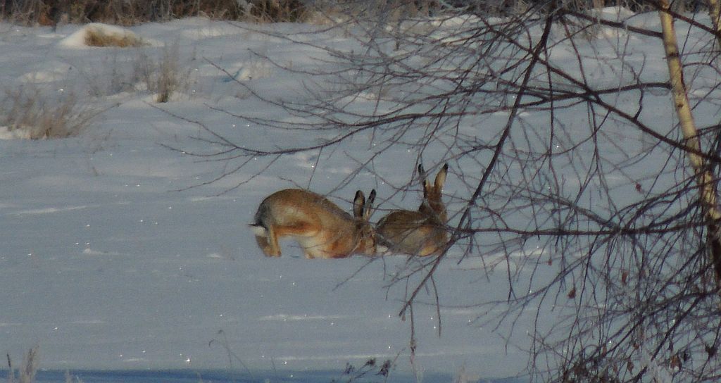 Zając szarak (Lepus europaeus)