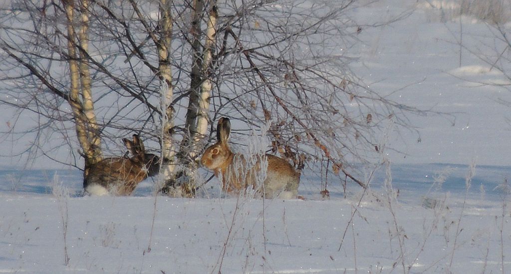 Zając szarak (Lepus europaeus)