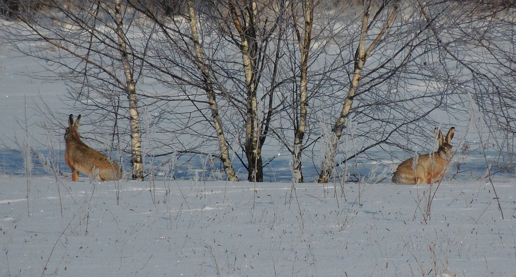 Zając szarak (Lepus europaeus)