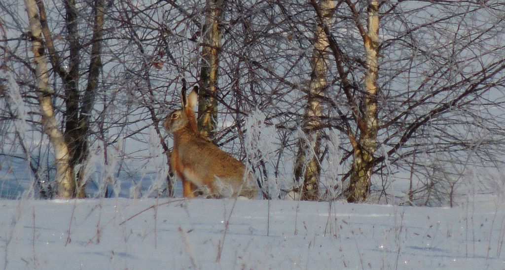 Zając szarak (Lepus europaeus)