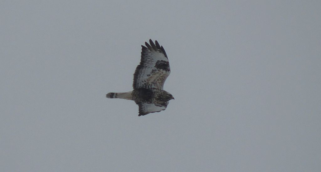 Myszołów włochaty (Buteo lagopus)