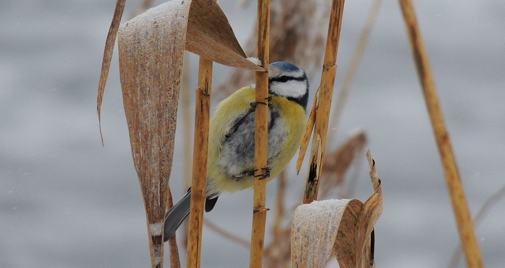 Modraszka zwyczajna, modraszka, sikora modra (Cyanistes caeruleus)