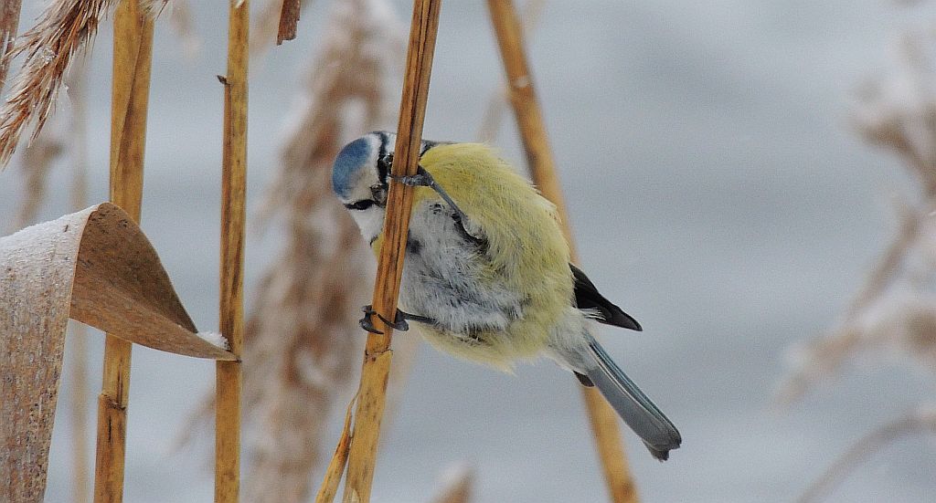Modraszka zwyczajna, modraszka, sikora modra (Cyanistes caeruleus)