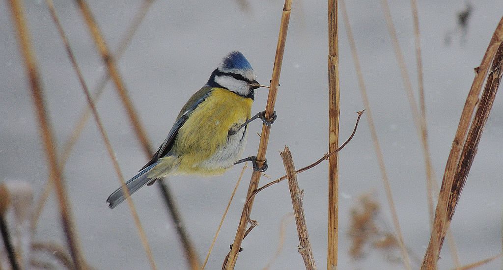 Modraszka zwyczajna, modraszka, sikora modra (Cyanistes caeruleus)