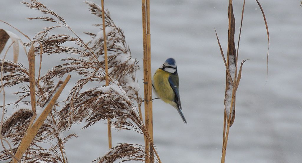 Modraszka zwyczajna, modraszka, sikora modra (Cyanistes caeruleus)