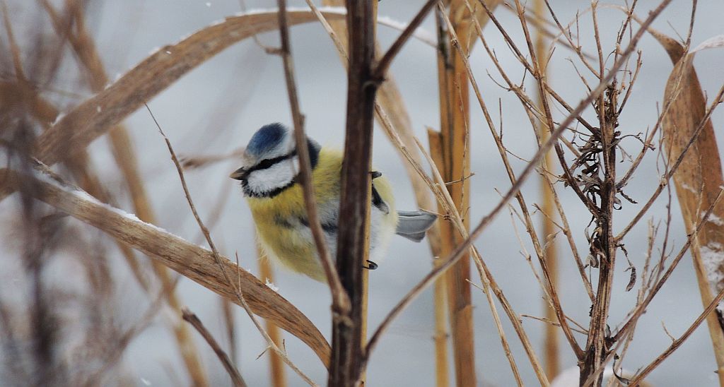 Modraszka zwyczajna, modraszka, sikora modra (Cyanistes caeruleus)