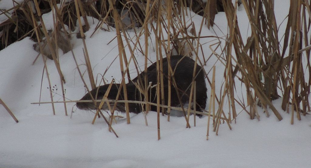 Wydra, wydra europejska (Lutra lutra)