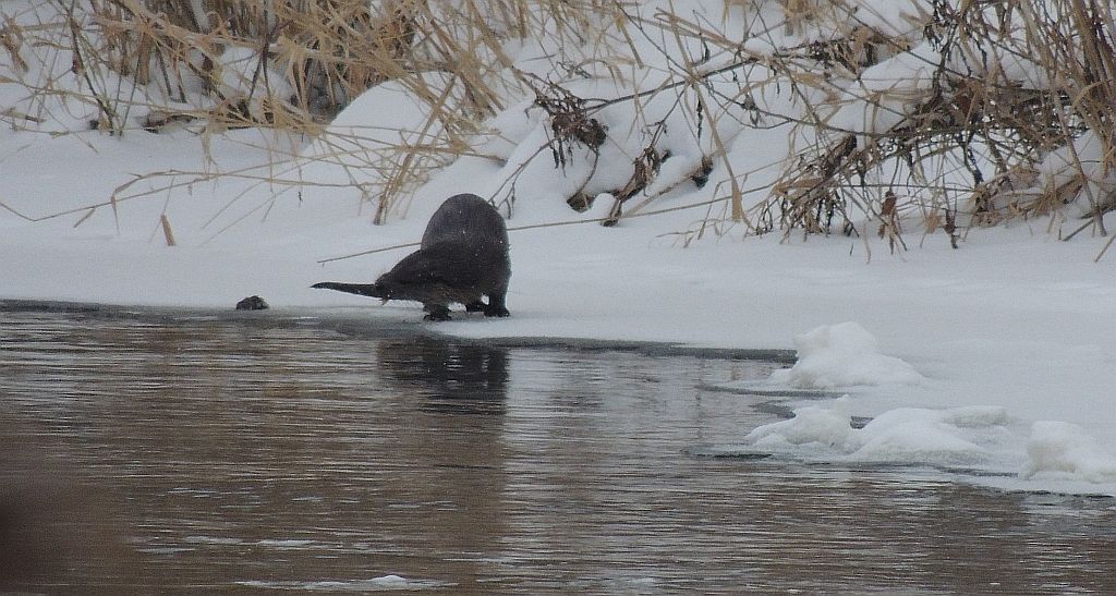 Wydra, wydra europejska (Lutra lutra)
