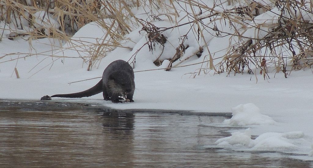 Wydra, wydra europejska (Lutra lutra)