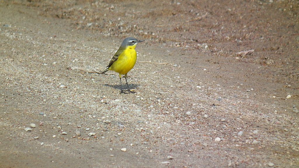 Pliszka żółta, wolarka (Motacilla flava)