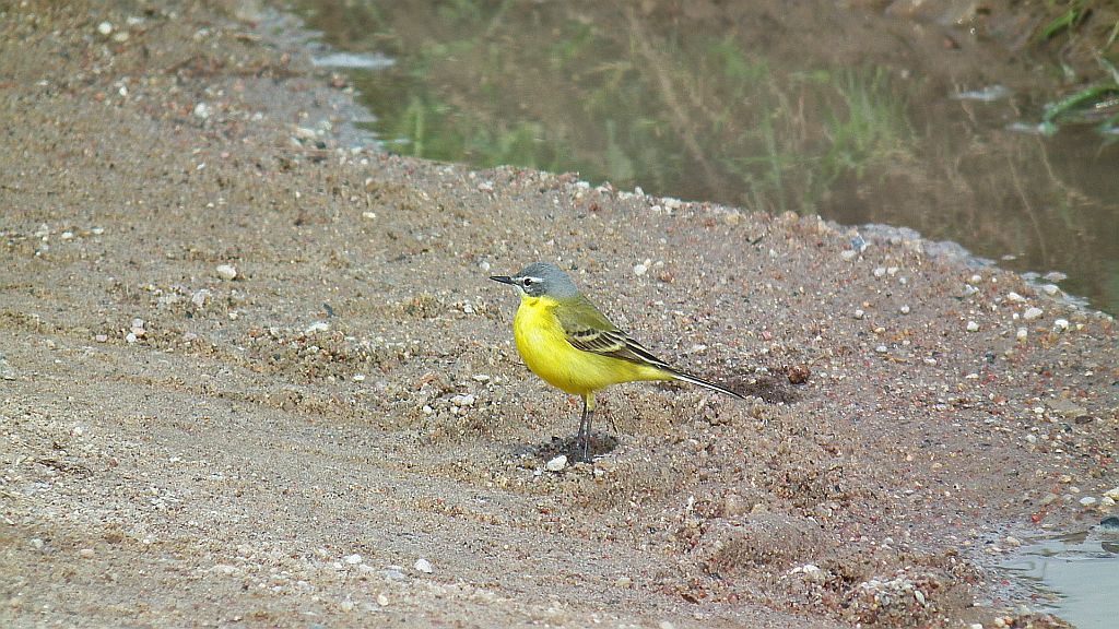 Pliszka żółta, wolarka (Motacilla flava)