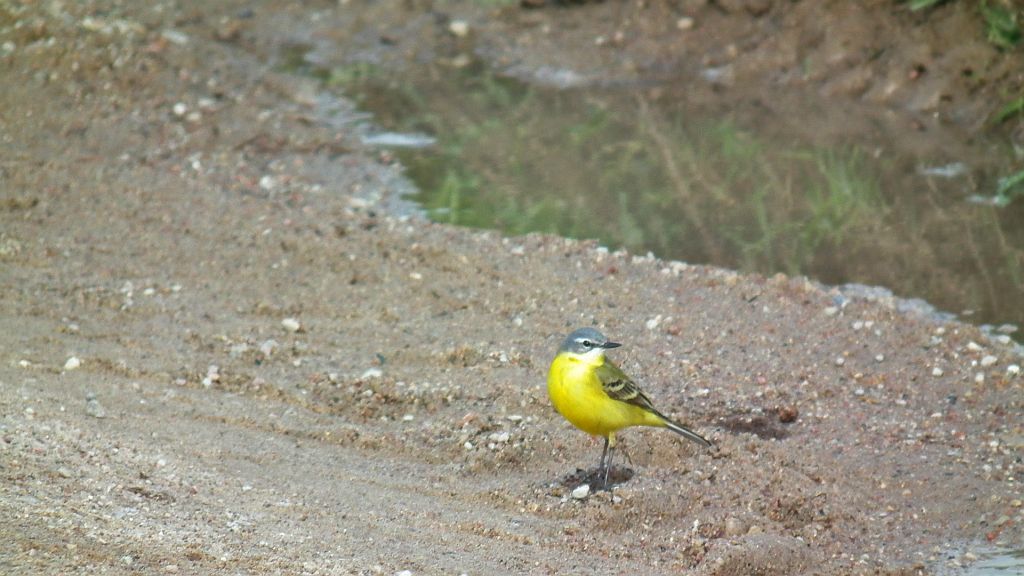 Pliszka żółta, wolarka (Motacilla flava)